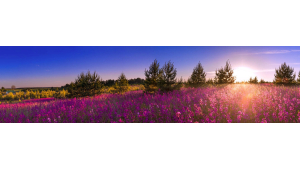 Champ de fleurs et lumière