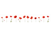Panneau de bain : Coquelicots 2