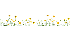 Panneau de bain : Fleurs de Camomille