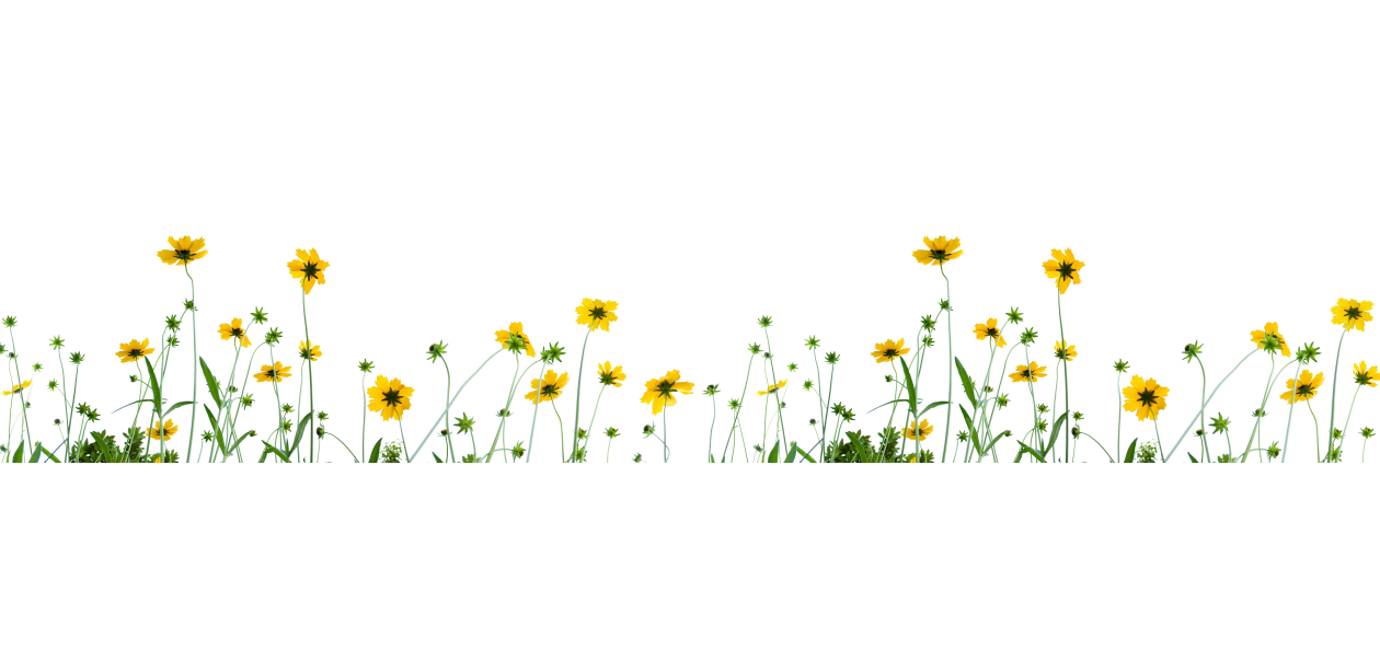 Panneau de bain : Fleurs de Camomille