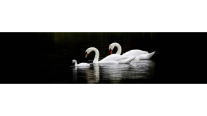 Panneau de bain : Cygnes et famille