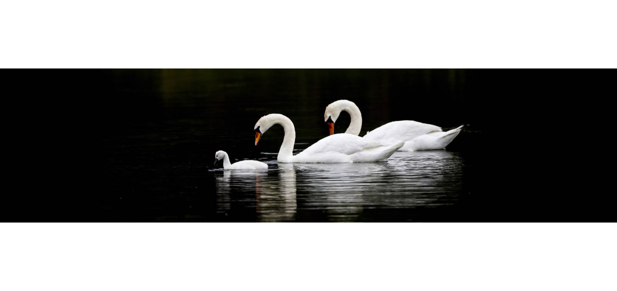 Panneau de bain : Cygnes et famille
