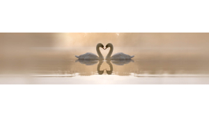 Panneau de bain : Cygne et coeur