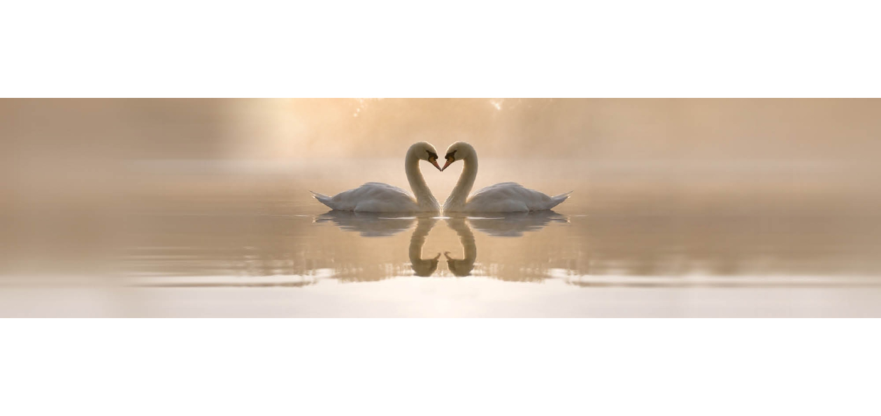 Panneau de bain : Cygne et coeur