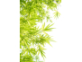 Panneau de WC : Vegetal verdoyant