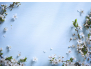 Fleurs blanches sur fond bleu