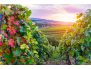 Vignoble