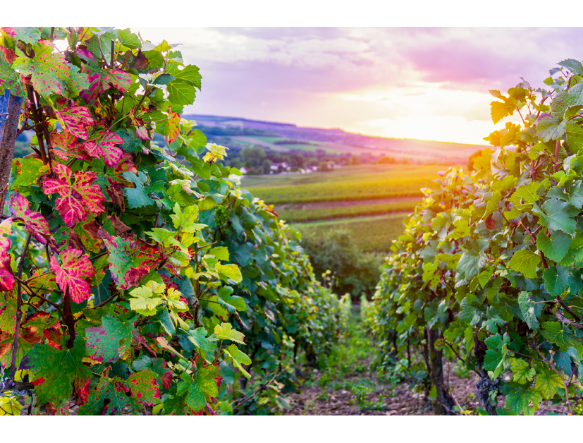 Vignoble