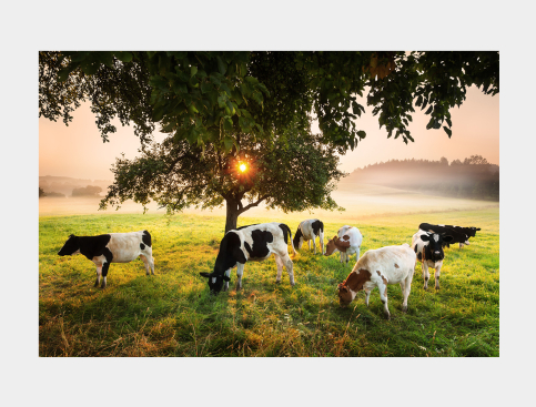 Tableau: Arbre Et Vaches