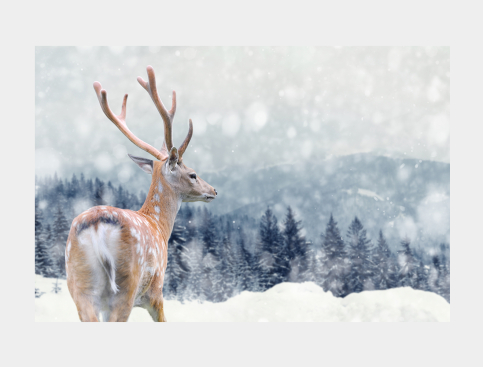 Tableau: Cerf En Hiver