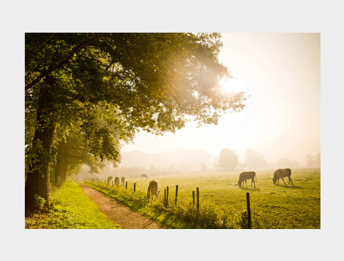 Tableau: Champ De Vaches...