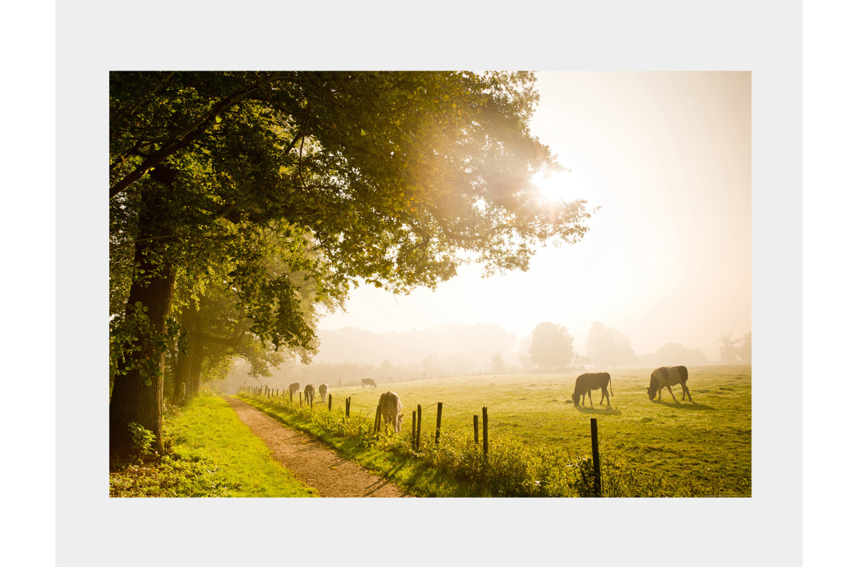Tableau: Champ De Vaches Lumineux