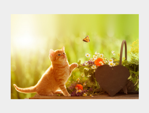 Tableau: Chaton Et Papillon