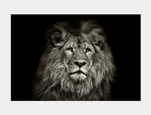 Tableau : Lion