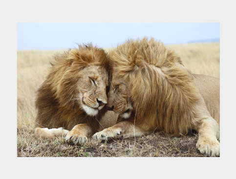 Tableau : Lions-Et-Amour