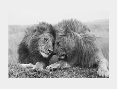 Tableau : Lions-Et-Amour-Noir