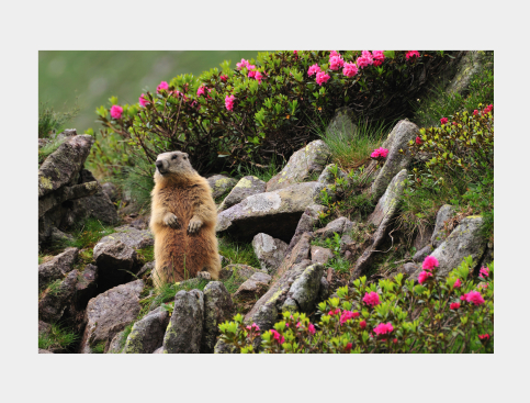 Tableau : Marmotte