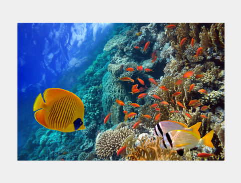 Tableau : Poissons Colorés...