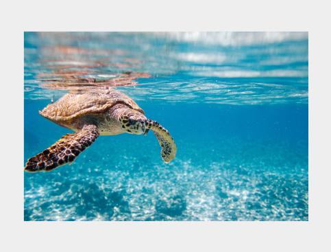 Tableau : Tortue Marine Aux...