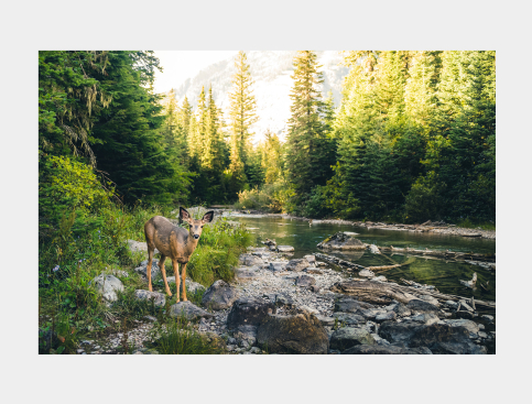 Tableau: Biche Et Rivière
