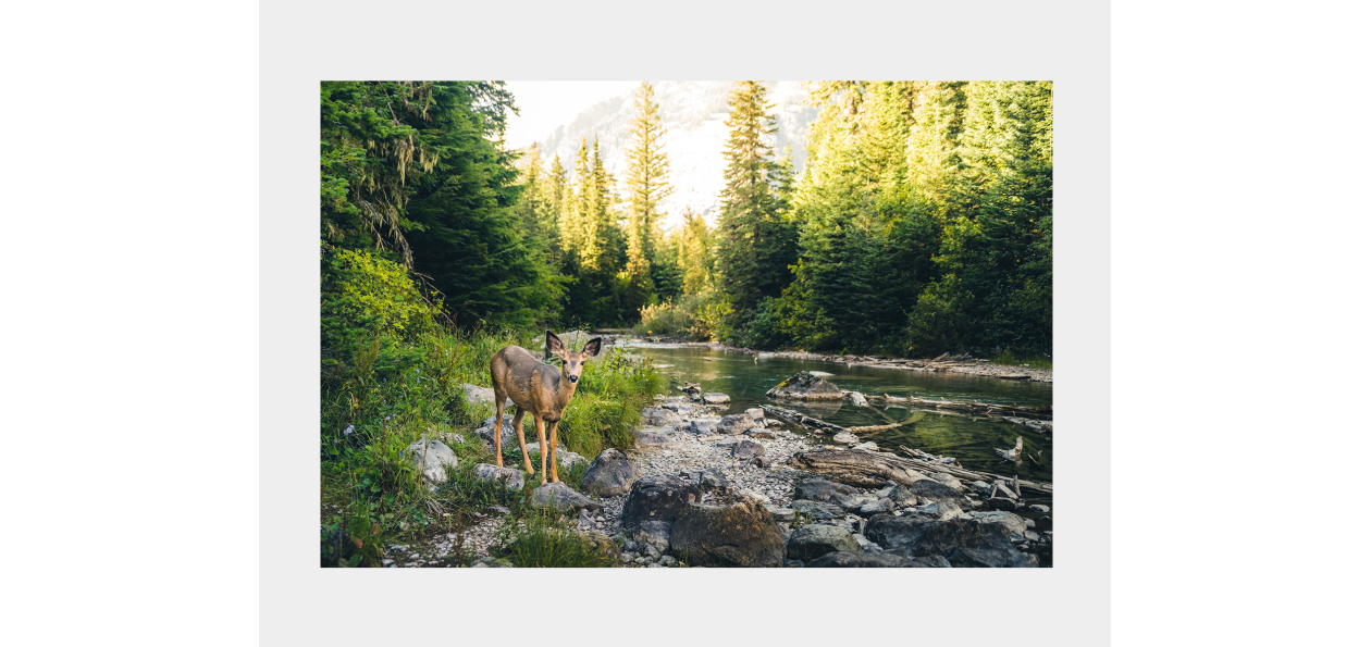 Tableau: Biche Et Rivière