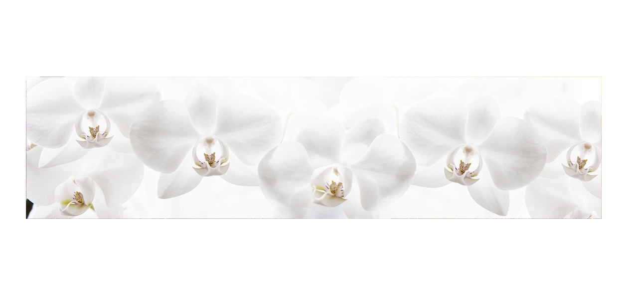 Crédence salle de bain : Orchidées blanches