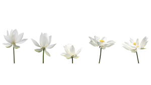 Crédence salle de bain : Orchidées blanches 2