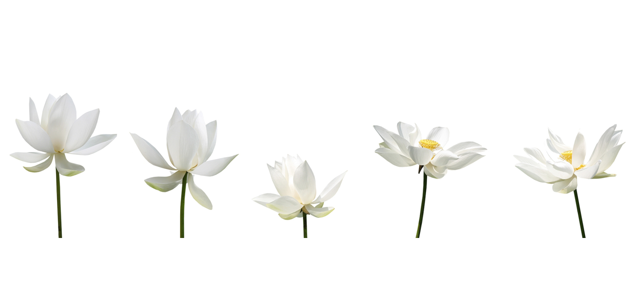 Crédence salle de bain : Orchidées blanches 2
