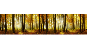 Forêt et couleur 