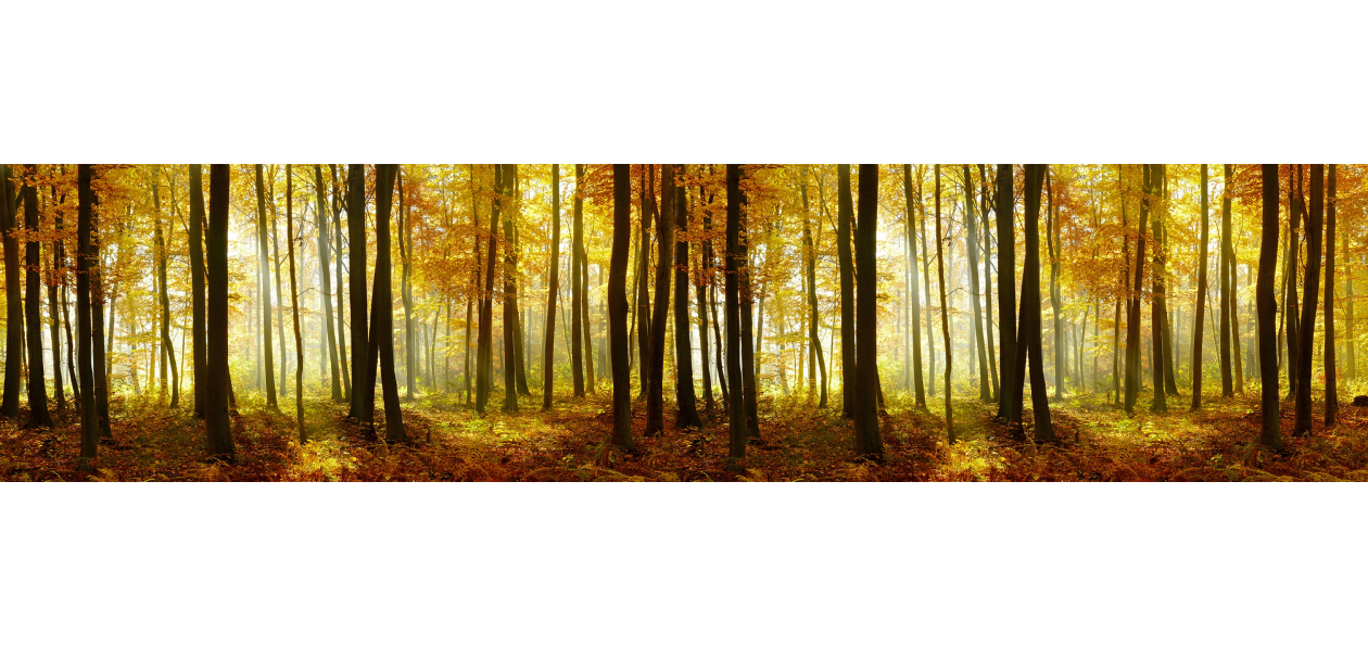 Forêt et couleur 