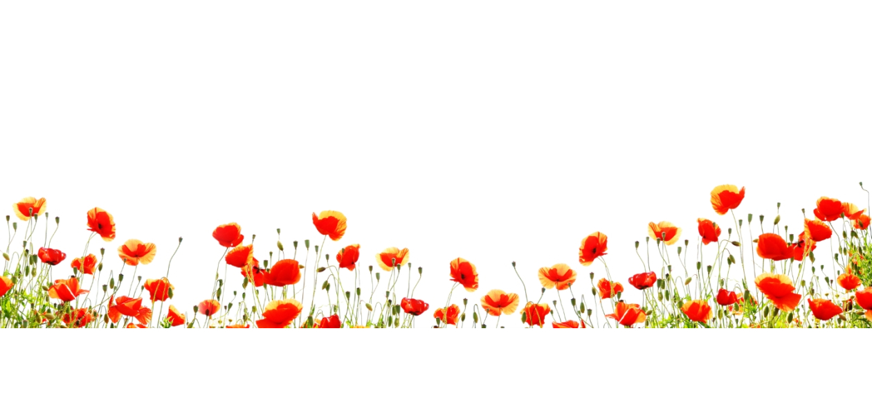 Champs de coquelicots 