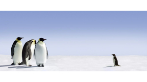 Pingouins et famille