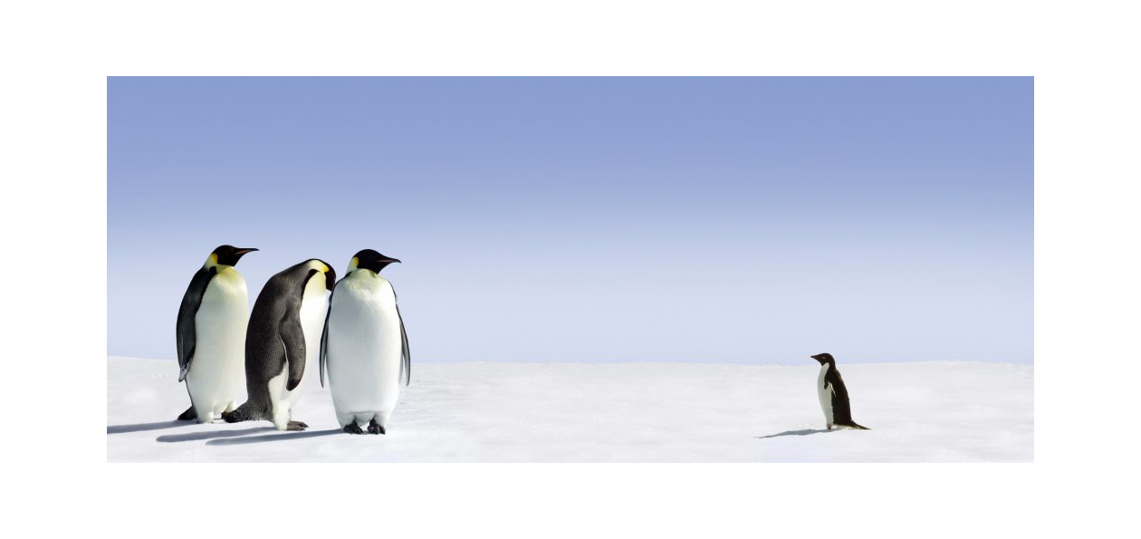 Pingouins et famille