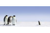 Pingouins et famille